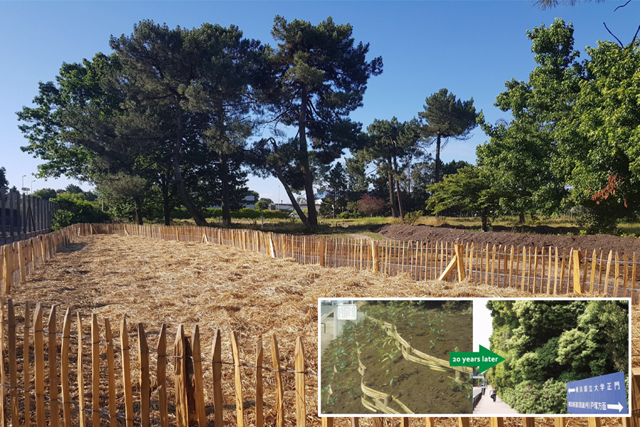 AMPÉRIS : Première micro-forêt « Miyawaki » de Gironde – Plantation / Re-Végétalisation